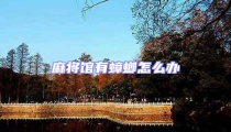 麻將館有蟑螂怎么辦