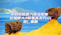 洋螞蟻偷渡入境當寵物 比蟑螂大3倍最高賣萬元(圖)_重復