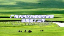 廣州天河區白蟻蛀空根部 倒樹砸了三車