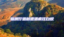 株洲行道樹遭遇瘋狂白蟻