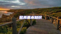 鼠類基本知識