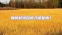 如何杜絕白蟻入侵室內?
