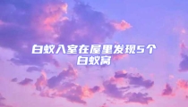 白蟻入室在屋里發(fā)現(xiàn)5個白蟻窩