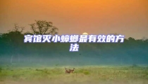 賓館滅小蟑螂最有效的方法