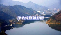 什么蟑螂藥好用