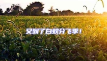 又到了白蟻分飛季!