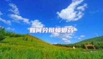 如何分辯蟑螂藥
