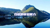 白蟻的穿蛀能力