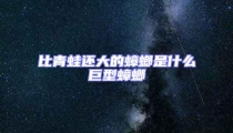 比青蛙還大的蟑螂是什么巨型蟑螂