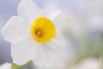 林木白蟻防治方法