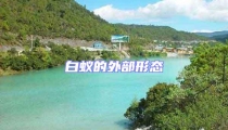 白蟻的外部形態