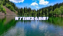 有了白蟻怎么處理?