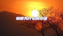 蟑螂為什么叫小強(qiáng)