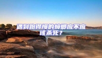 遇到跑得慢的蟑螂應不應該殺死?