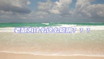 老鼠為什么這么聰明???