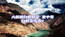 大樹被白蟻蛀空 家中有白蟻怎么辦?
