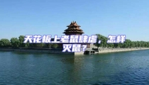 天花板上老鼠肆虐,怎樣滅鼠?