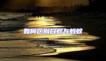 如何區別白蟻與螞蟻