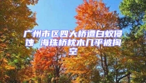 廣州市區四大橋遭白蟻侵蝕 海珠橋枕木幾乎被掏空