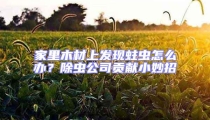 家里木材上發(fā)現(xiàn)蛀蟲怎么辦？除蟲公司貢獻(xiàn)小妙招