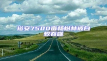 裕安7500畝楊樹林被白蟻吞噬