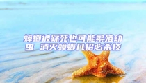 蟑螂被踩死也可能繁殖幼蟲 消滅蟑螂幾招必殺技