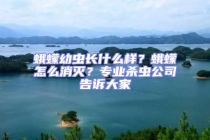 蛾蠓幼蟲(chóng)長(zhǎng)什么樣？蛾蠓怎么消滅？專(zhuān)業(yè)殺蟲(chóng)公司告訴大家