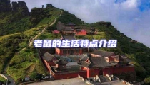 老鼠的生活特點介紹