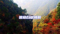裝修白蟻預(yù)防