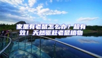 家里有老鼠怎么辦?超有效!天然驅趕老鼠植物