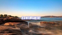 白蟻的秘密