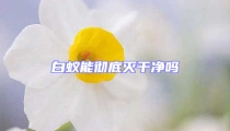 白蟻能徹底滅干凈嗎