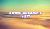 天氣變暖 白蟻開始破壞行道樹