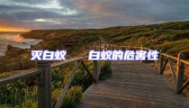 滅白蟻   白蟻的危害性