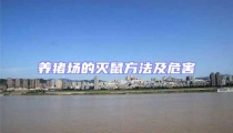 養豬場的滅鼠方法及危害