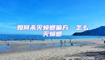 如何殺滅蟑螂偏方,怎么滅蟑螂