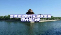 羅湖蓮塘鵬興花園家里發現大量白蟻