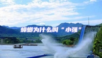 蟑螂為什么叫“小強”
