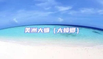 美洲大蠊(大蟑螂)