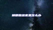 蟑螂跑進(jìn)家里怎么辦