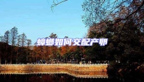蟑螂如何交配產(chǎn)卵