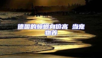 德國的蟑螂身價高 當寵物養