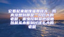 它看起來就像貓那樣大,我真沒想到那是一只巨大的老鼠。害蟲控制員也說他以前從未看到過這么大的老鼠