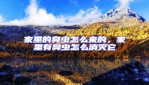 家里的臭蟲怎么來的,家里有臭蟲怎么消滅它