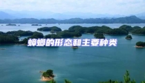蟑螂的形態(tài)和主要種類