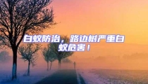 白蟻防治,路邊樹嚴重白蟻危害!