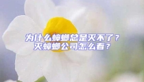 為什么蟑螂總是滅不了？滅蟑螂公司怎么看？