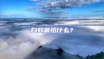 白蟻最怕什么?