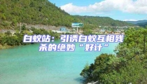 白蟻站:引誘白蟻互相殘殺的絕妙“好計”