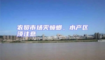 農貿市場滅蟑螂,水產區須注意